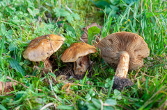 Calonarius elegantior