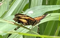 Junonia sophia