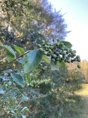 Ligustrum
