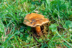 Calonarius elegantior