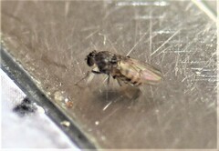 Drosophila repleta