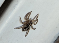 Plexippus paykulli