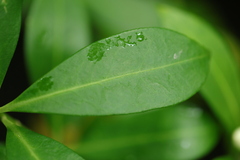 Skimmia
