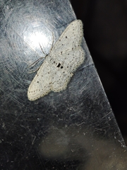 Idaea minuscularia