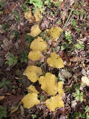 Smilax lasioneura