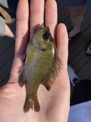 Lepomis punctatus