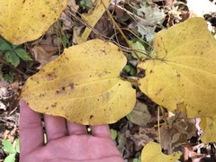 Smilax lasioneura