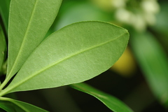 Skimmia