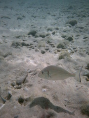 Sparus auratus