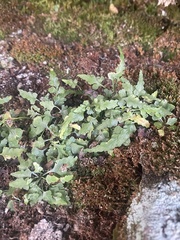 Asplenium pinnatifidum