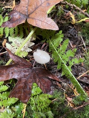 Marasmius calhouniae
