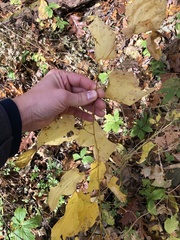 Smilax lasioneura