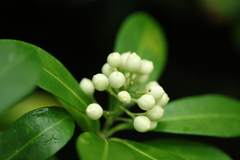 Skimmia