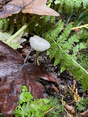 Marasmius calhouniae