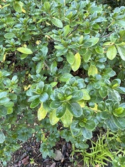 Pittosporum tobira