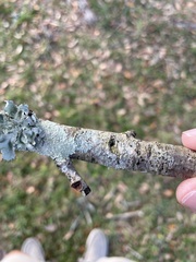 Parmotrema perforatum