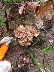 Bondarzewia occidentalis