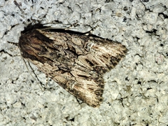 Mniotype occidentalis