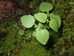 Erythranthe alsinoides