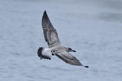 Larus fuscus