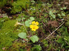 Erythranthe alsinoides