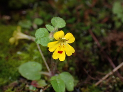 Erythranthe alsinoides