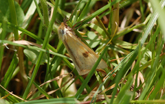 Diacrisia sannio