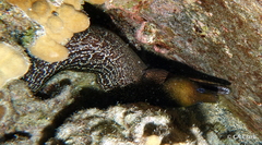Gymnothorax undulatus