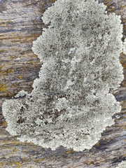 Physcia caesia