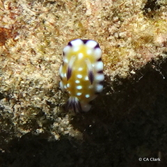 Goniobranchus vibratus