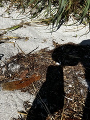 Callyspongia aculeata