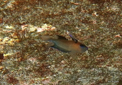 Pycnochromis pacifica