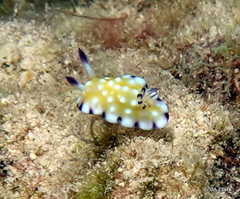 Goniobranchus vibratus
