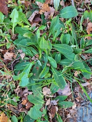 Pilosella officinarum