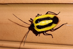 Arocera aequinoxialis