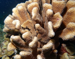 Pocillopora grandis