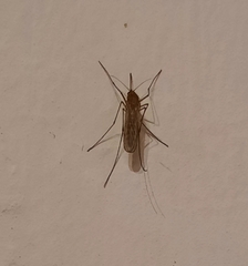 Aedes vexans
