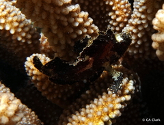 Taenianotus triacanthus