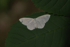 Scopula floslactata