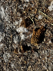 Callyspongia aculeata