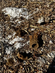 Callyspongia aculeata