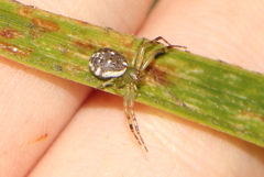 Diaea ambara
