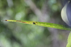 Diaea ambara