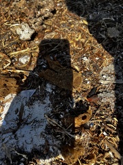 Callyspongia aculeata