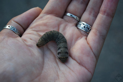 Deilephila porcellus