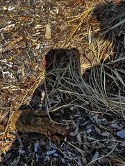 Callyspongia aculeata