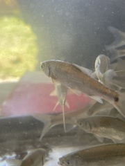 Notropis hudsonius