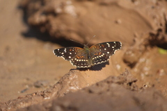 Anthanassa texana texana