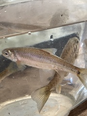 Notropis hudsonius