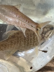 Notropis hudsonius